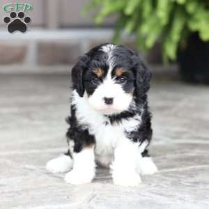 Marla, Cavapoo Puppy